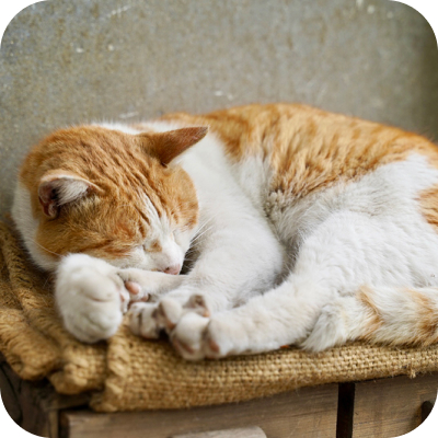 猫がくるまって寝ている画像