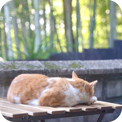 猫が寝転んで竹林を見ている画像