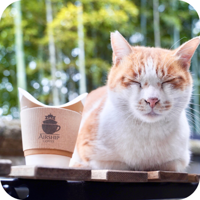 猫と紙コップのコーヒーの画像