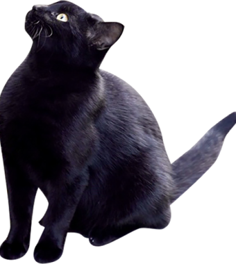 黒猫の画像