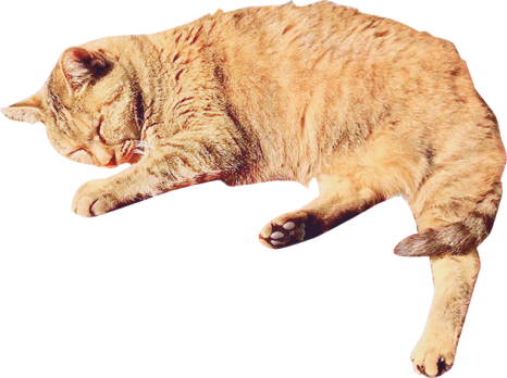 黄色い猫の画像