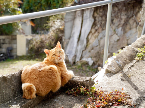 猫が振り返っている画像