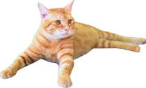 寝そべる黄色い猫の画像