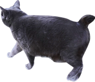 歩く黒猫の画像